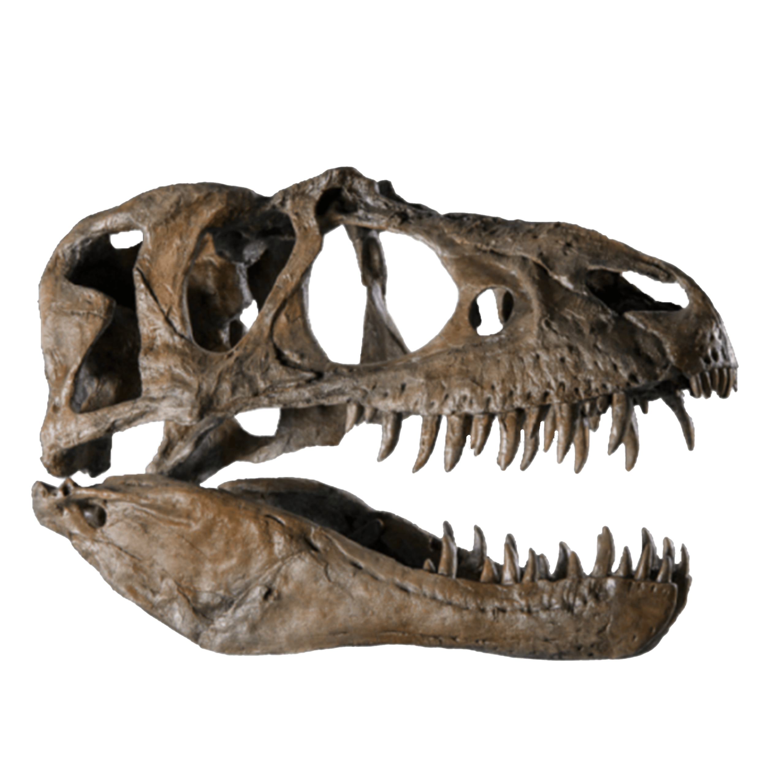 An image of a T-Rex