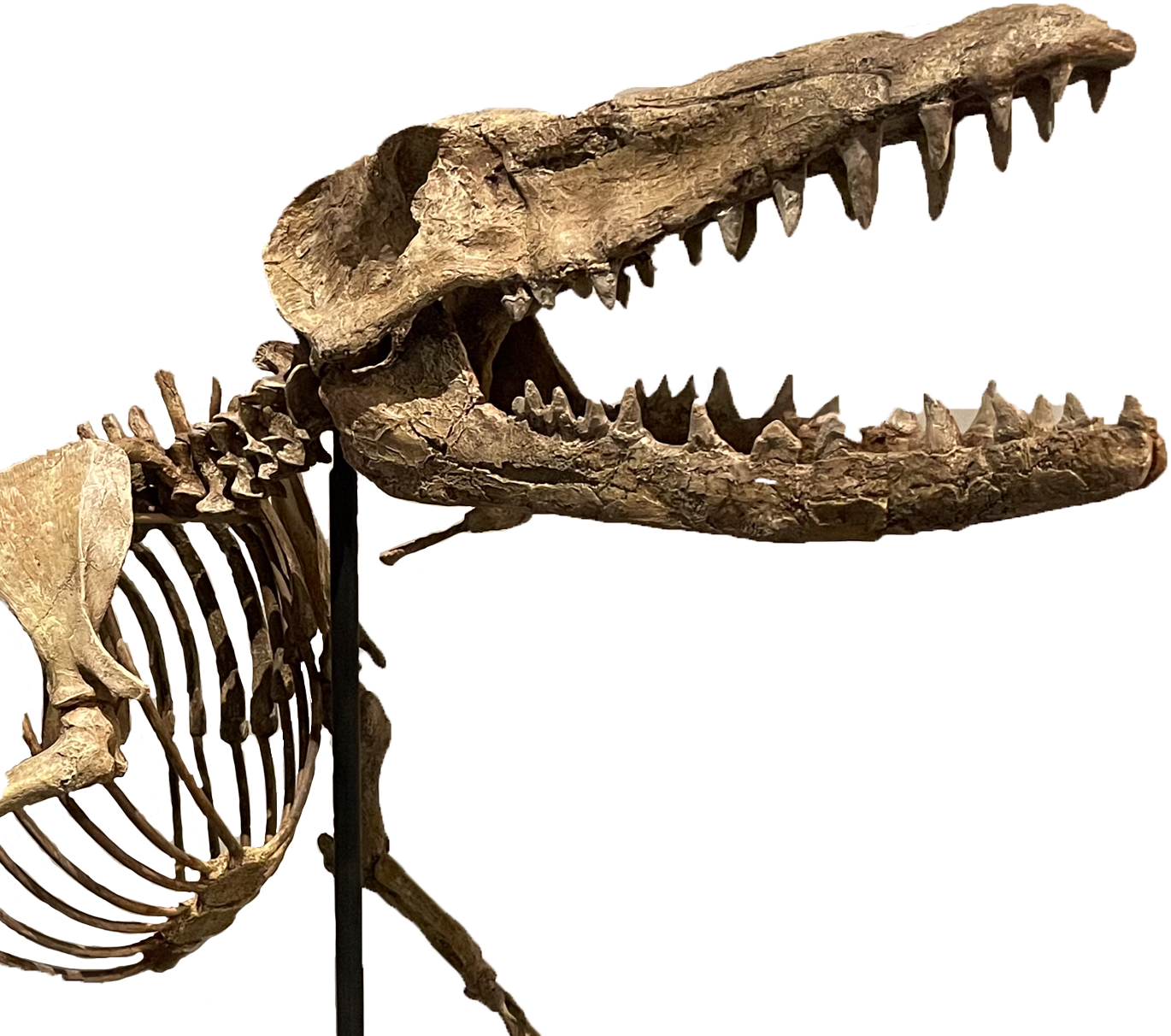 An image of a T-Rex