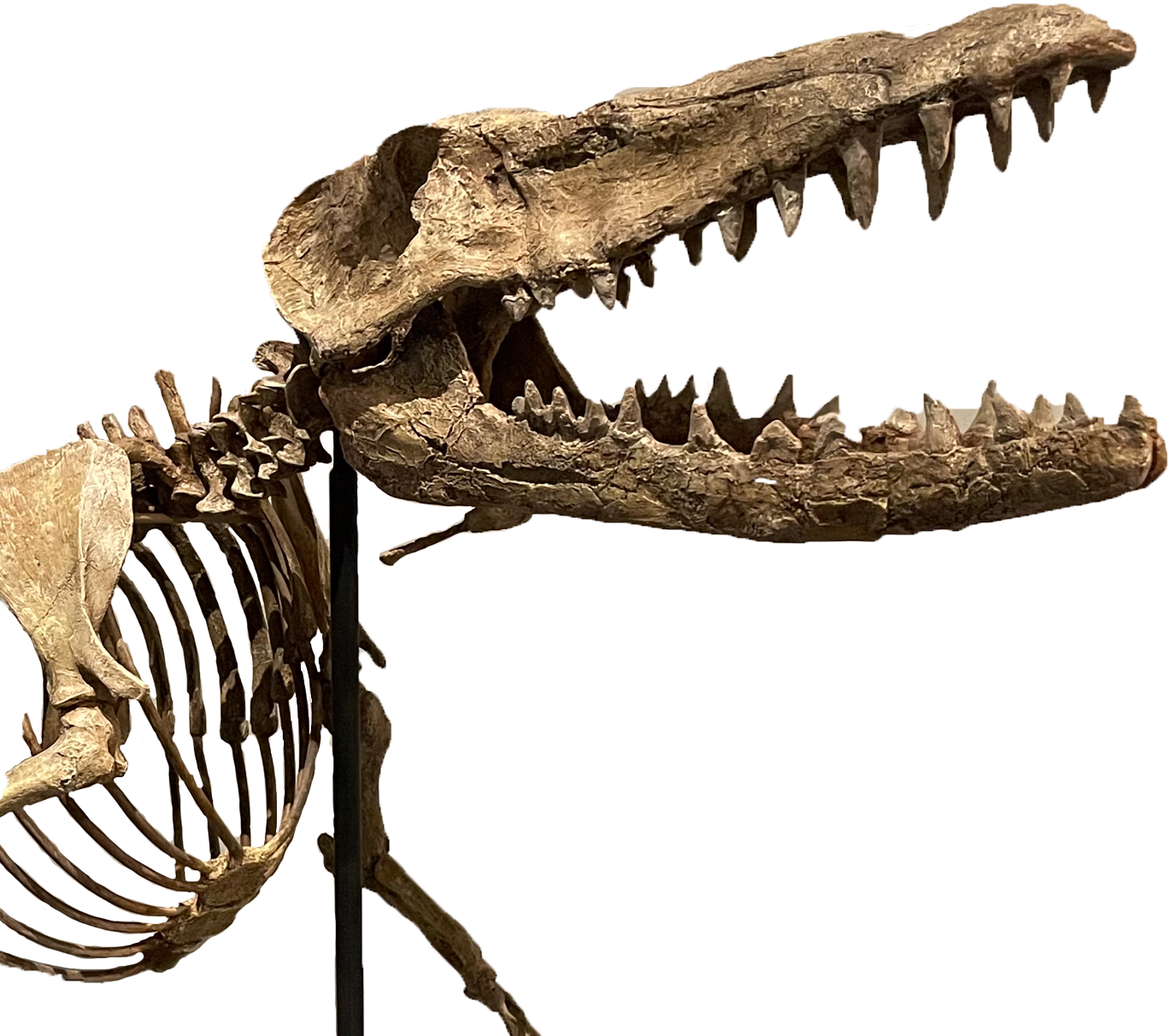 An image of a T-Rex